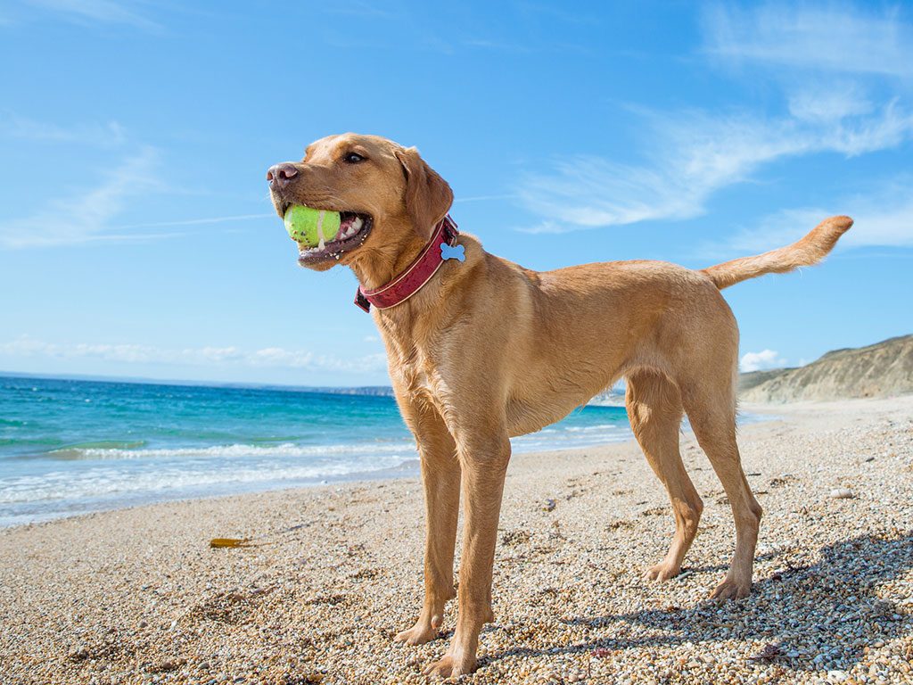dog on beach in the sun