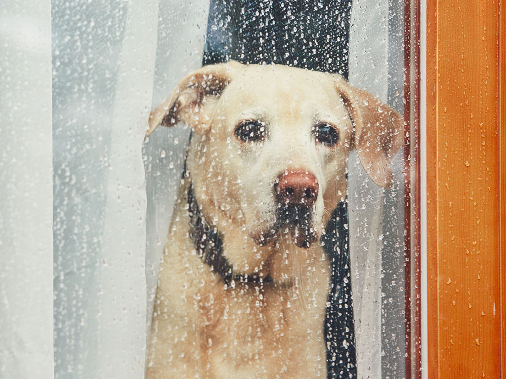 sad-dog-looking-through-window